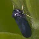 Scleroracus anthracinus - photo 4