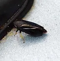Scleroracus anthracinus - photo 5