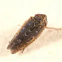 Scleroracus arctostaphyli