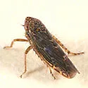 Scleroracus arctostaphyli - photo 2