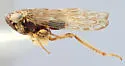 Scleroracus brooksi
