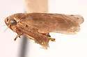 Scleroracus finitimus