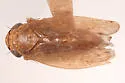 Scleroracus finitimus - photo 2
