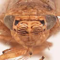 Scleroracus finitimus - photo 3