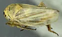 Scleroracus frigidus