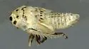 Scleroracus frigidus - photo 2