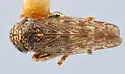 Scleroracus medleri - photo 2