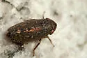 Scleroracus obesura