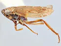 Scleroracus obesura - photo 2