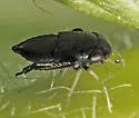Scleroracus osborni