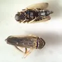 Scleroracus osborni - photo 2