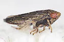 Scleroracus plutonius