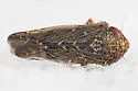 Scleroracus plutonius - photo 2