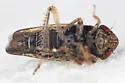 Scleroracus plutonius - photo 3