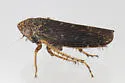 Scleroracus plutonius - photo 4