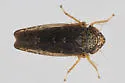 Scleroracus plutonius - photo 5