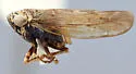 Scleroracus scudderi