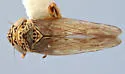 Scleroracus scudderi - photo 2