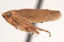 Scleroracus shastus