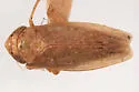 Scleroracus shastus - photo 2