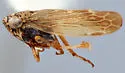 Scleroracus strictus