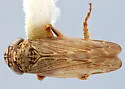 Scleroracus strictus - photo 2