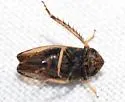 Scleroracus uhleri