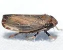 Scleroracus uhleri - photo 2