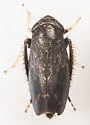 Scleroracus uhleri - photo 3