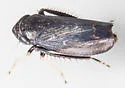 Scleroracus uhleri - photo 4