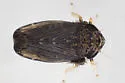 Scleroracus uhleri - photo 5