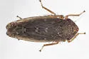 Blunt-nosed Cranberry Leafhopper