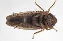 Blunt-nosed Cranberry Leafhopper - photo 2