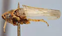 Scleroracus zacki