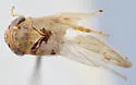 Scleroracus zacki - photo 2