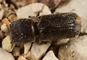 Scobicia arizonica