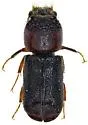 Scobicia arizonica - photo 4