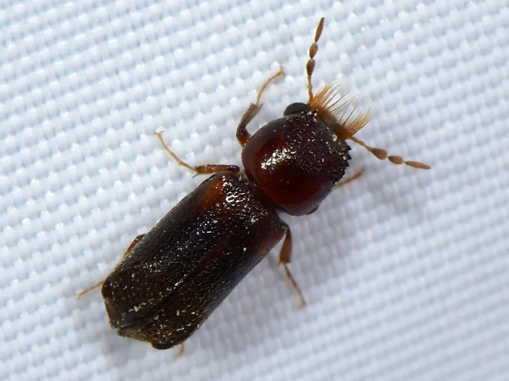 Scobicia chevrieri - photo 2
