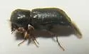 Lead Cable Borer - photo 4