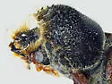 Scobicia lesnei - photo 2