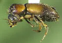 Scobicia suturalis