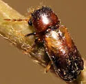 Scobicia suturalis - photo 2