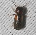 Scobicia suturalis - photo 3