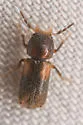 Scobicia suturalis - photo 4