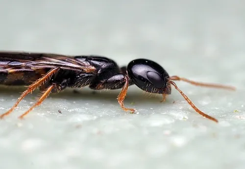 Scolebythidae - Scolebythidae