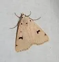 Scolecocampa atriluna - Hodges#8515