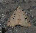 Scolecocampa atriluna - Hodges#8515 - photo 2