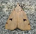 Scolecocampa atriluna - Hodges#8515 - photo 3