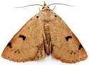 Scolecocampa atriluna - Hodges#8515 - photo 4