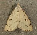Scolecocampa atriluna - Hodges#8515 - photo 5